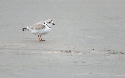 Piping Plovers face a range of challenges, from hungry predators to hoof prints