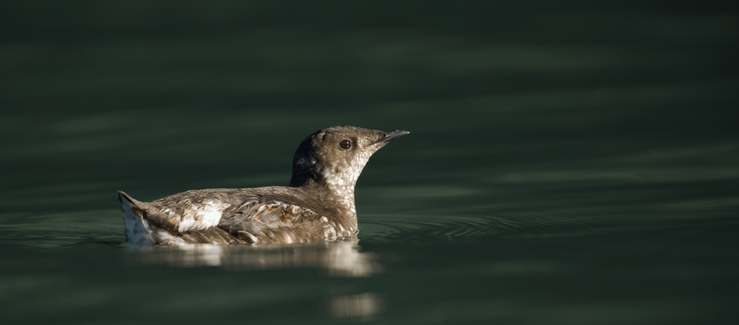 Marbled Murrelet - Tom Middleton