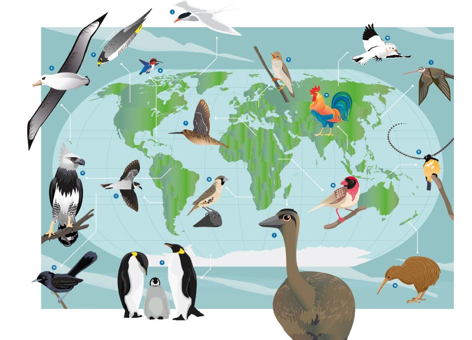 New State of the World’s Birds report shares reasons to hope, as well as concerning declines