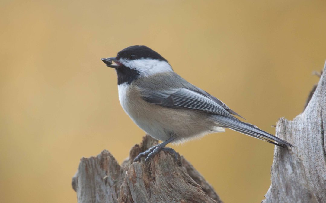 Toronto Archives - Birds Canada 