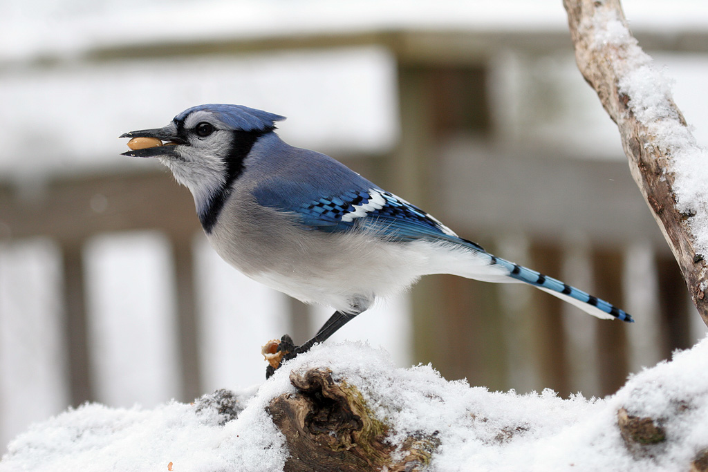 Winter can be hard. Project FeederWatch makes it easier! - Birds Canada ...