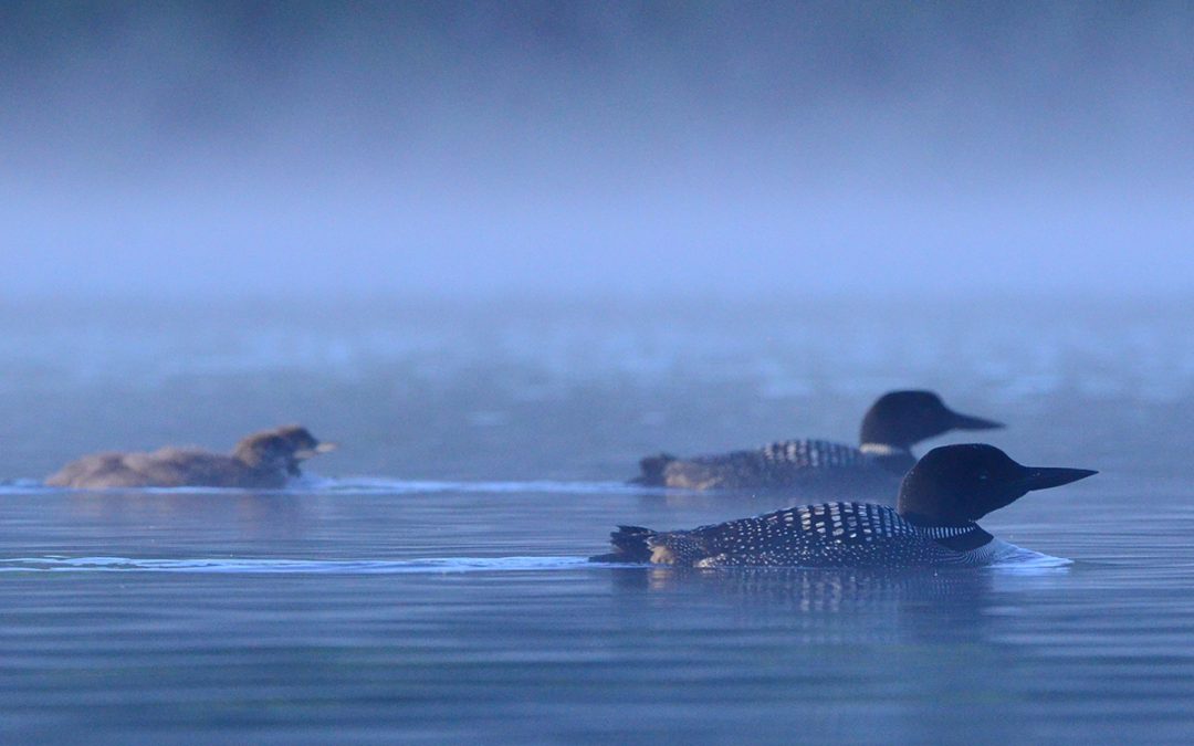 The beloved Common Loon and its champions shine in new documentary