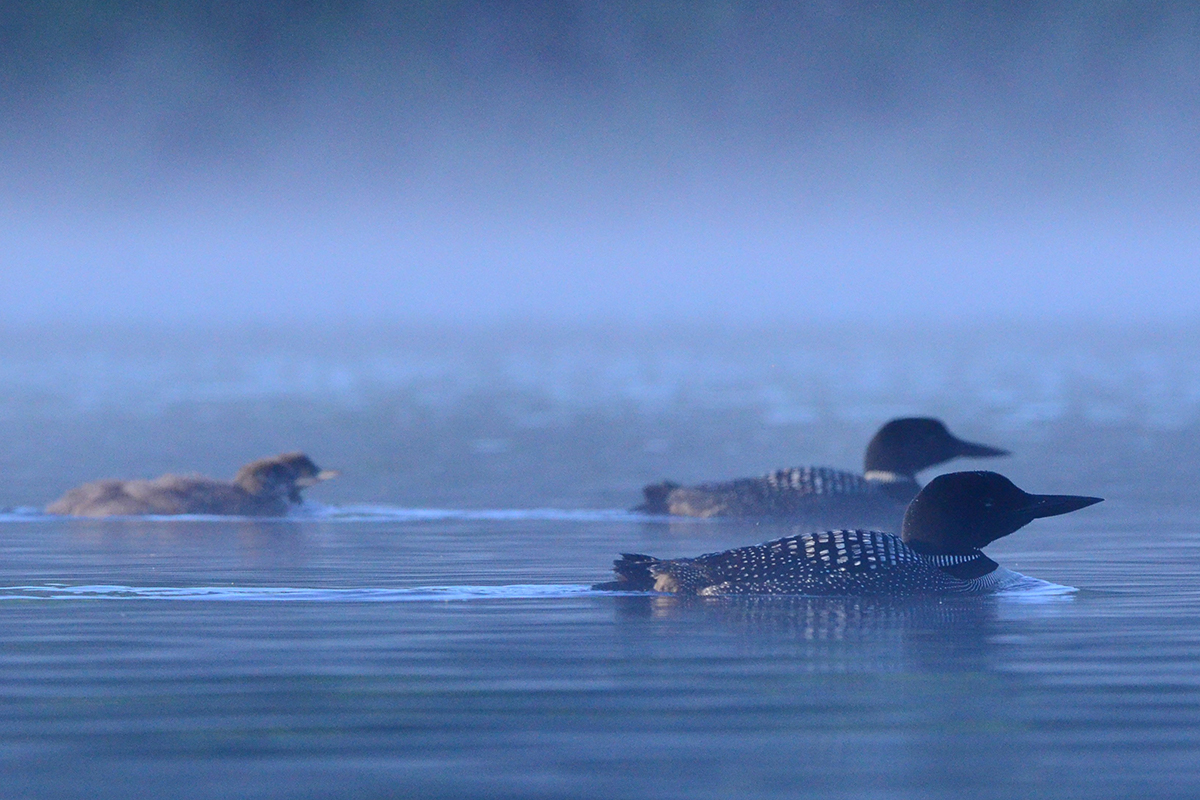 loon family swimming on a misty lake
