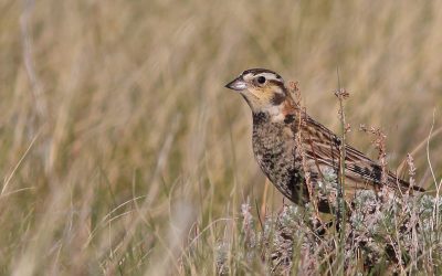 Why Protecting Grasslands is a Win-Win-Win for Climate, Biodiversity, and the Ranching Community