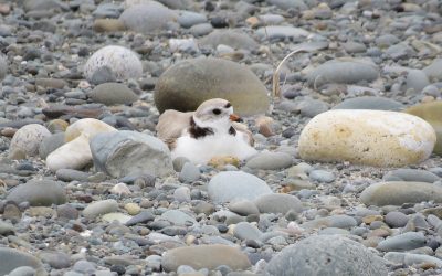 Golf course at West Mabou Beach Provincial Park in Nova Scotia would harm endangered Piping Plovers