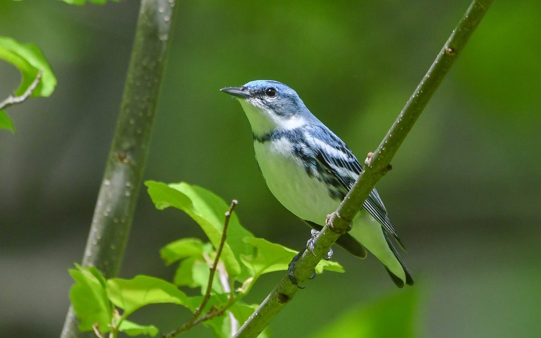 Ontario Forest Bird Biologist