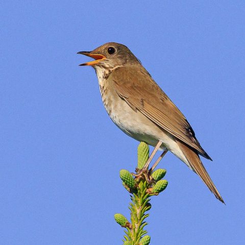 Recent updates to extinction risk assessments for Canadian birds and ...