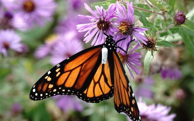 Recent updates to extinction risk assessments for Canadian birds and the Monarch butterfly