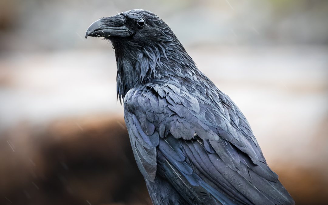 A New Book on Ravens For Children of All Ages