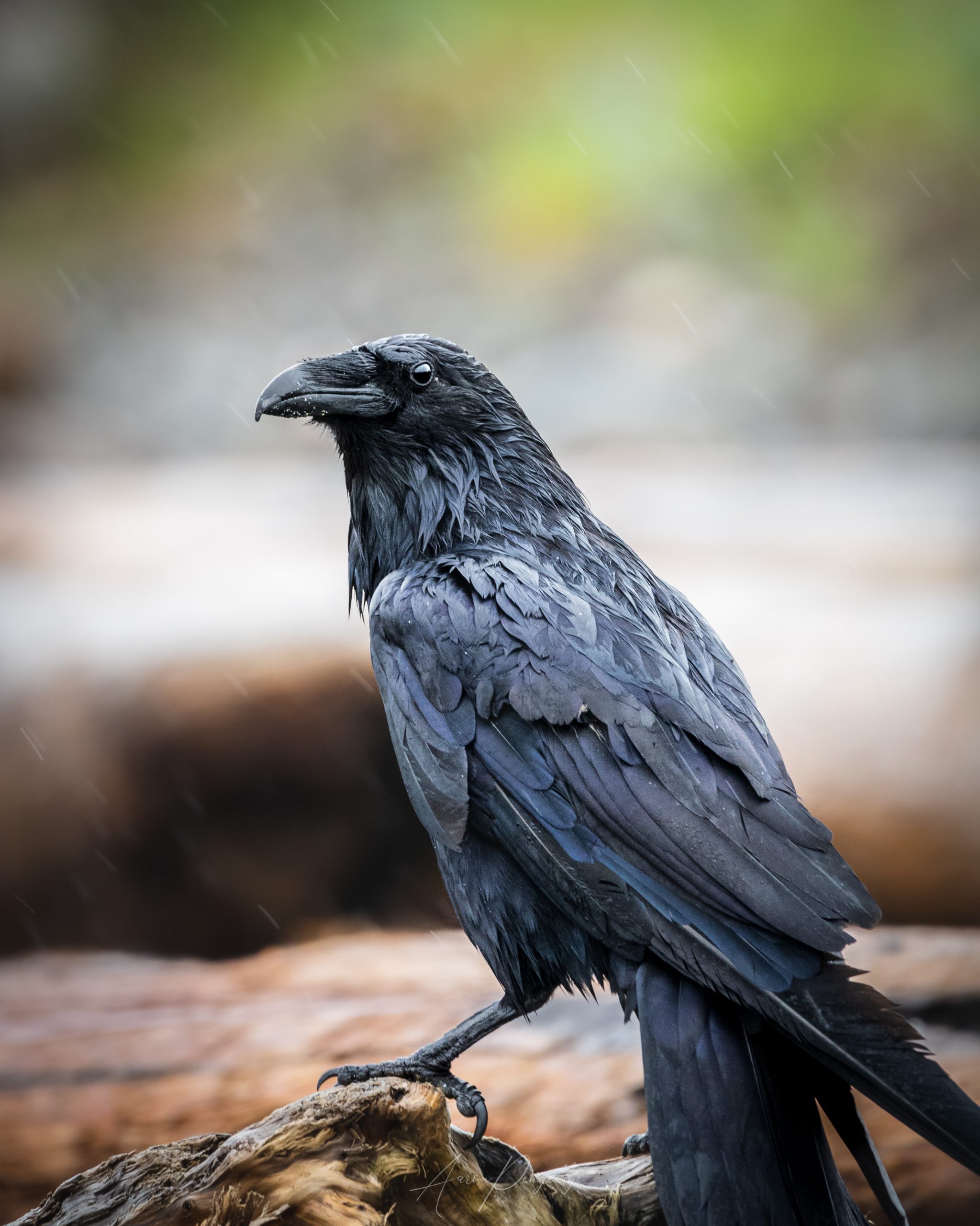 Les corbeaux: des prédateurs redoutables pour les troupeaux