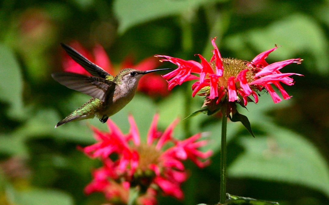 Your Garden Can Bring All the Birds To Your Yard