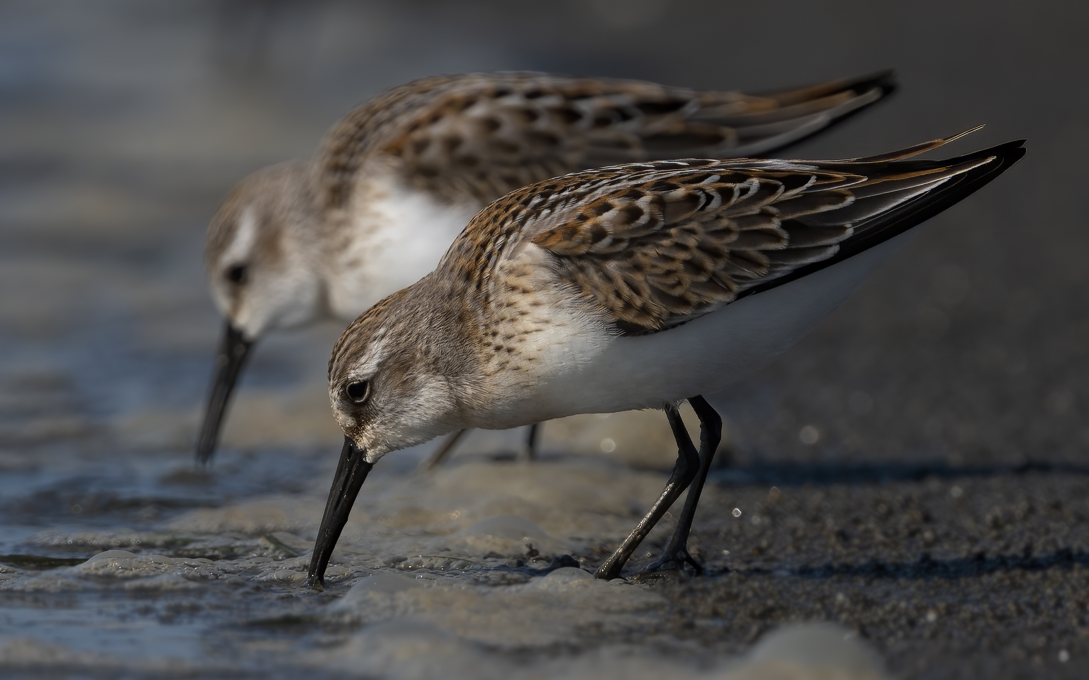 Western Sandpiper Showy Shore Socialite Birds Canada Oiseaux Canada