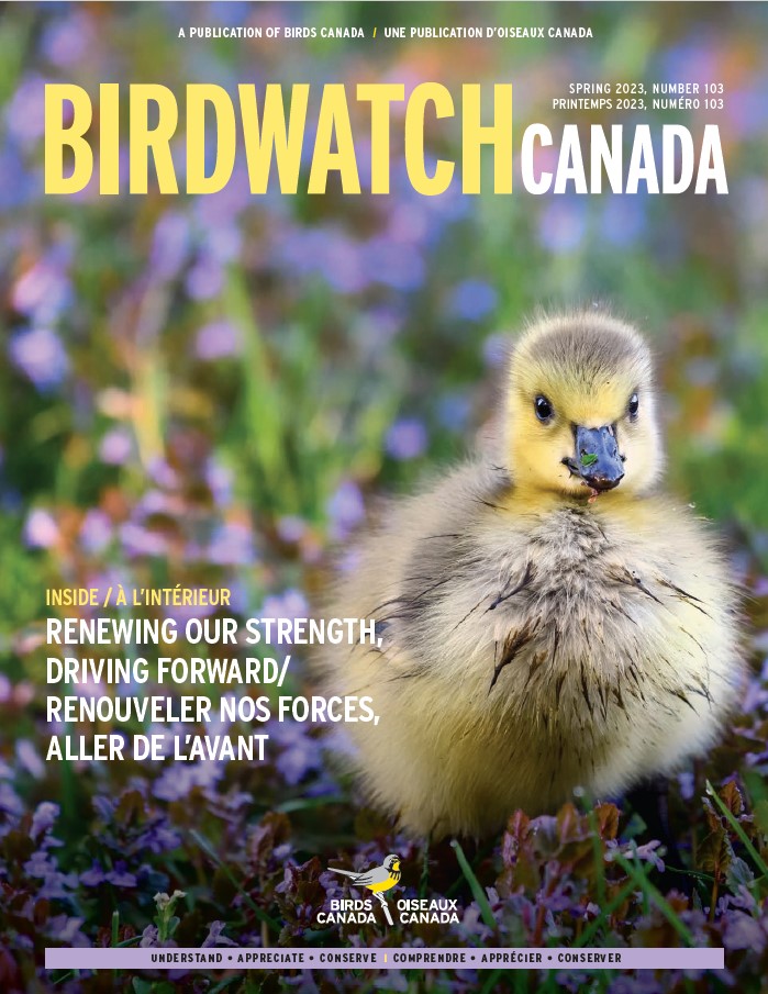 The fall 2020 cover of BirdWatch Canada. The cover features a singing Marsh Wren clinging to a reed, with its tail lifted to the sky at an improbable angle