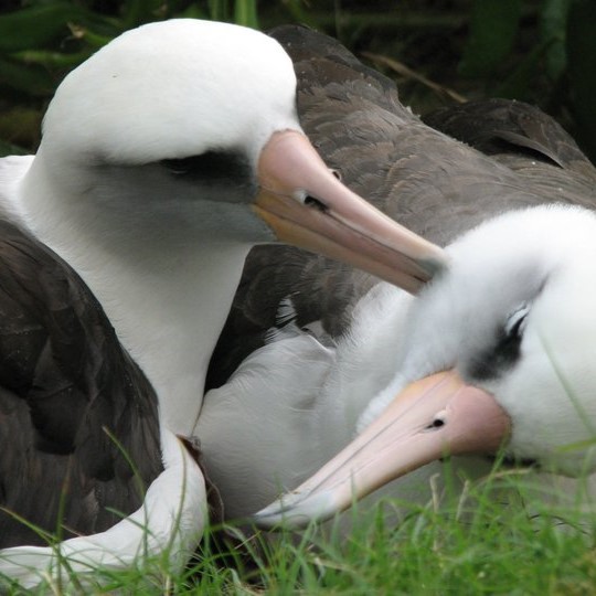 5. Laysan Albatross (Sarah Gutowsky)