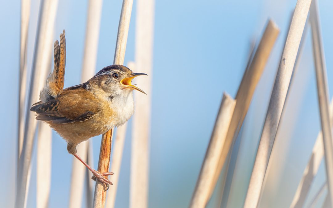 Regina MarshWatch: Birding at Wascana’s Habitat Conservation Area