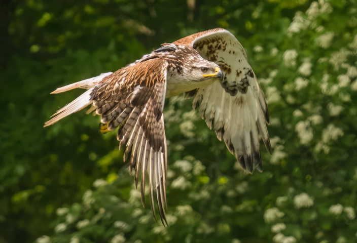 Tracking a Vagrant Ferruginous Hawk in Ontario