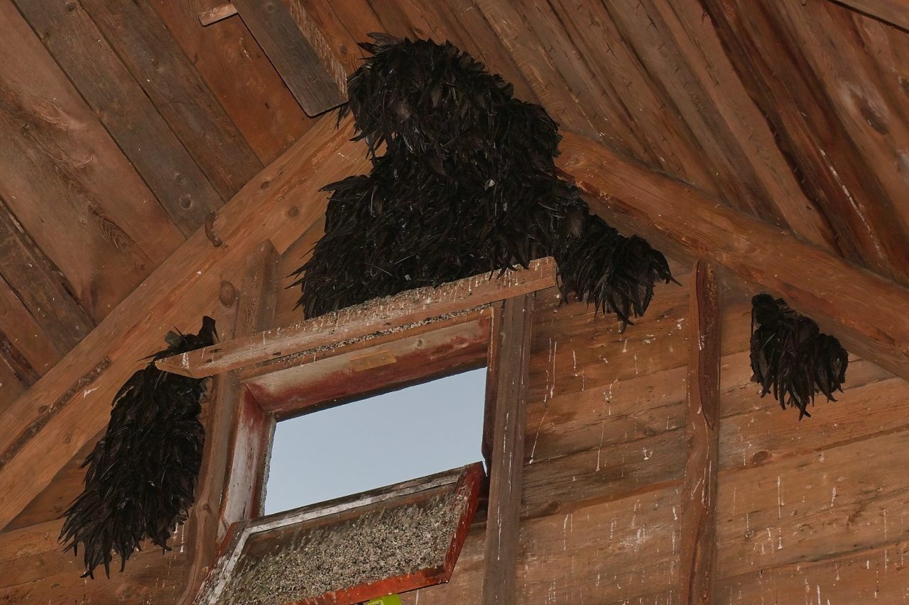 You’ve heard of Chimney Swifts, but what about “Barn” Swifts? - Birds ...