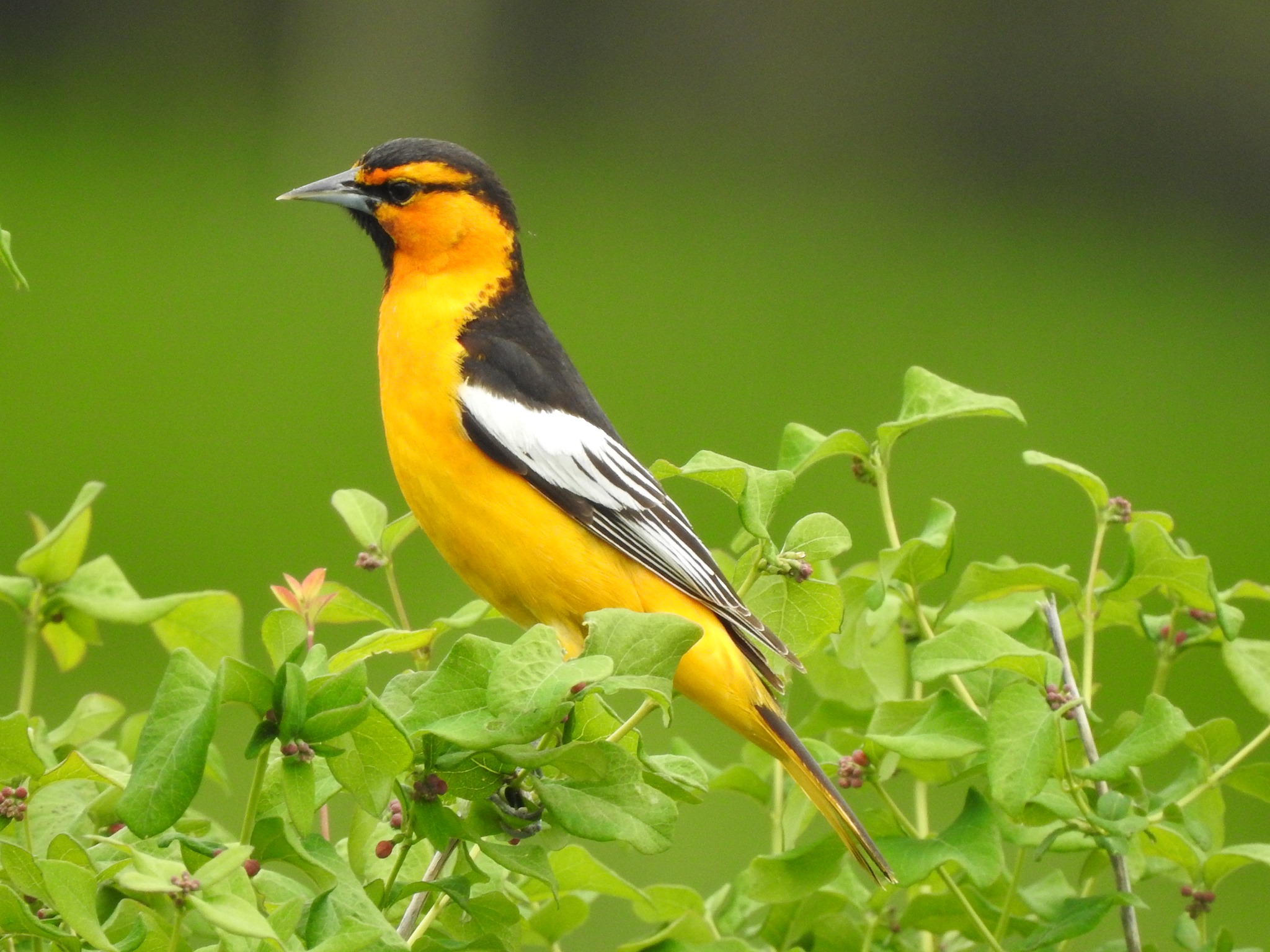 How to Attract Orioles This Spring