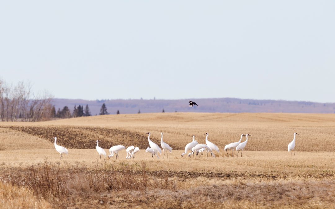 Whooping Cranes? More like Dancing Cranes! - Birds Canada