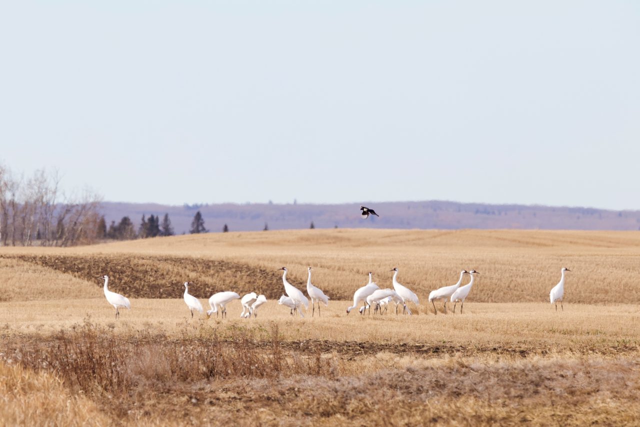 Whooping Cranes More Like Dancing Cranes Birds Canada Oiseaux Canada   WHCR During Fall Migration Saskatchewan JohnConkinCWS 1280x853 