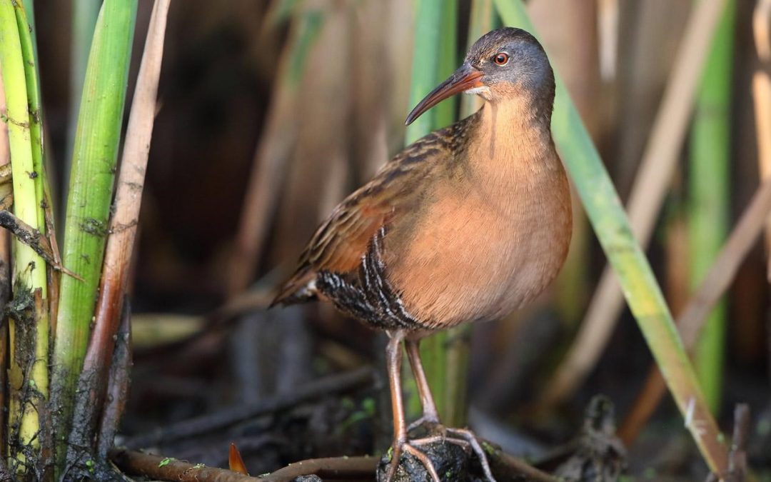 Visualizing Bird Song to Advance Conservation in Central British Columbia