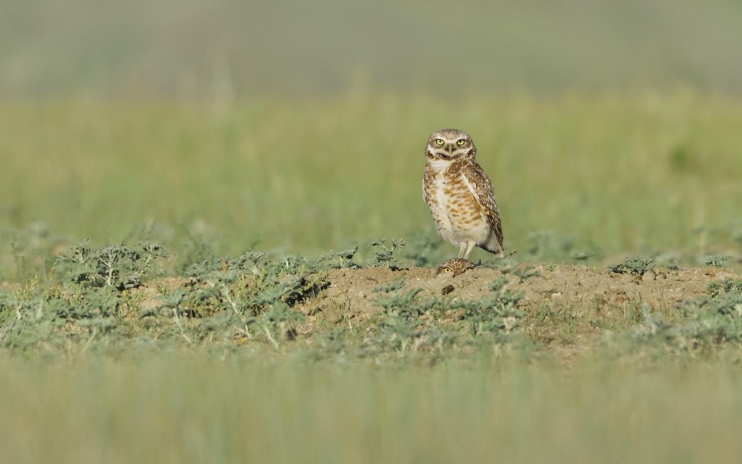 Species in Focus: Disappearing icon of the Canadian Prairies—the Burrowing Owl