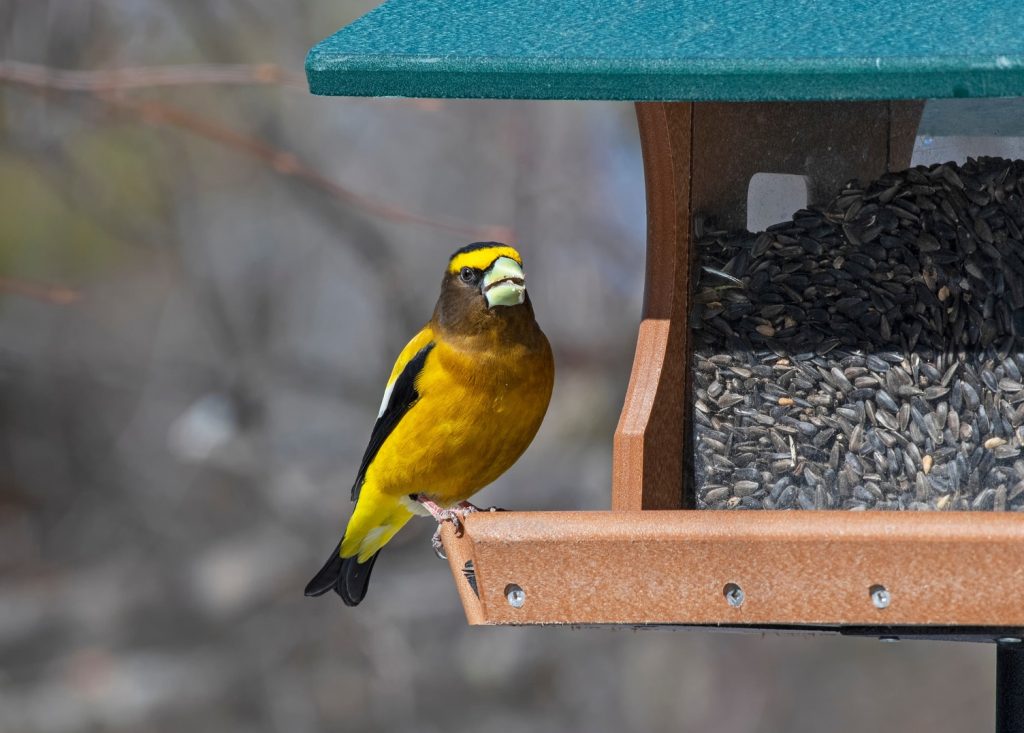 Votre guide pour la sauvegarde des oiseaux du Canada - Contribuez