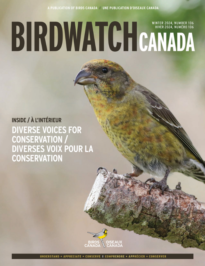 The fall 2020 cover of BirdWatch Canada. The cover features a singing Marsh Wren clinging to a reed, with its tail lifted to the sky at an improbable angle