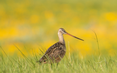 Pour la conservation des oiseaux des prairies: l’Indice de préservation de l’avifaune
