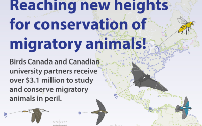 Birds Canada and Canadian University partners receive over $3.1 million to study and conserve migratory animals in peril