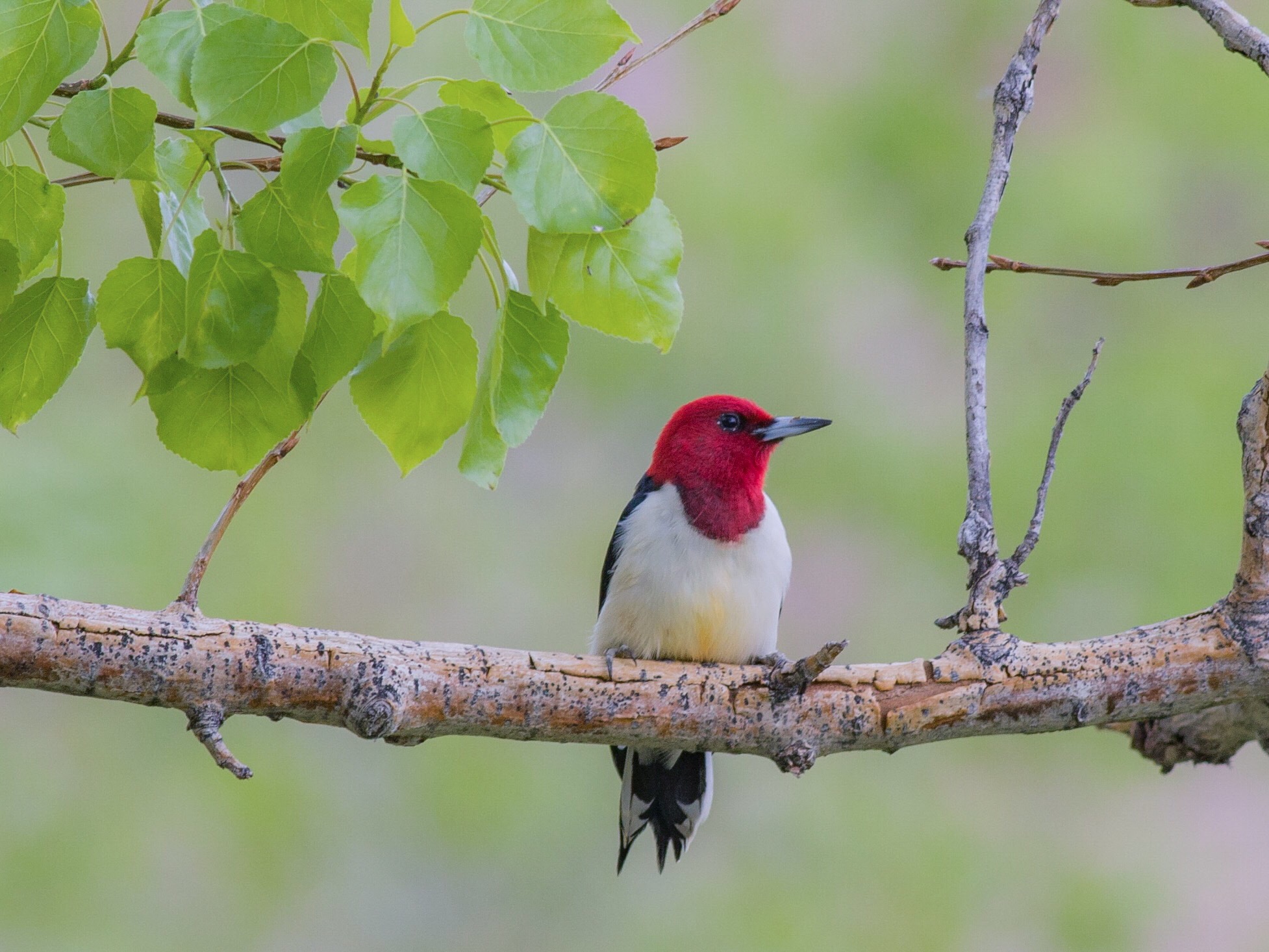 Red-headed Woodpecker by Yousif Attia.