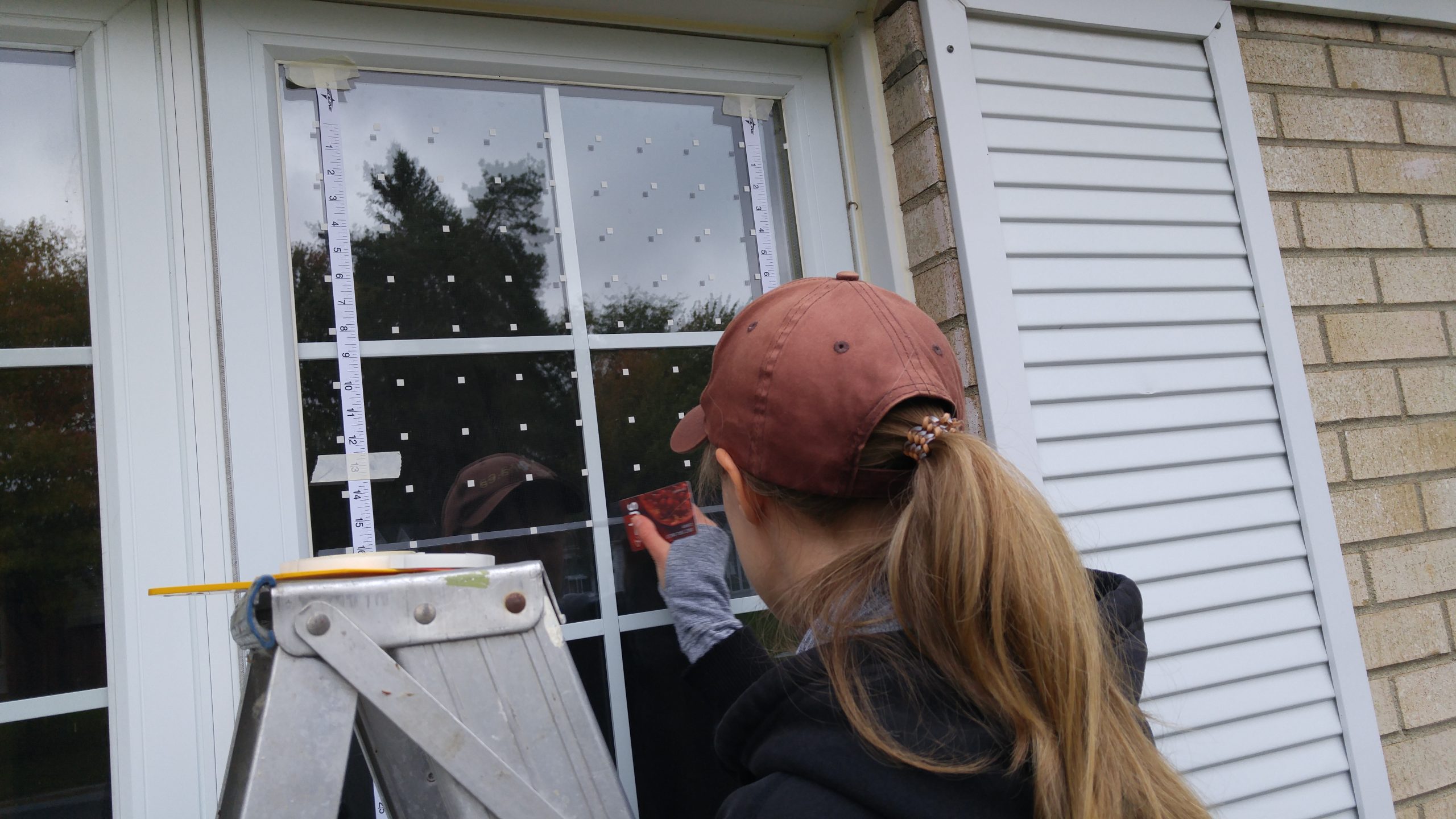 A person applies Feather Friendly window film to save birds from window collisions.