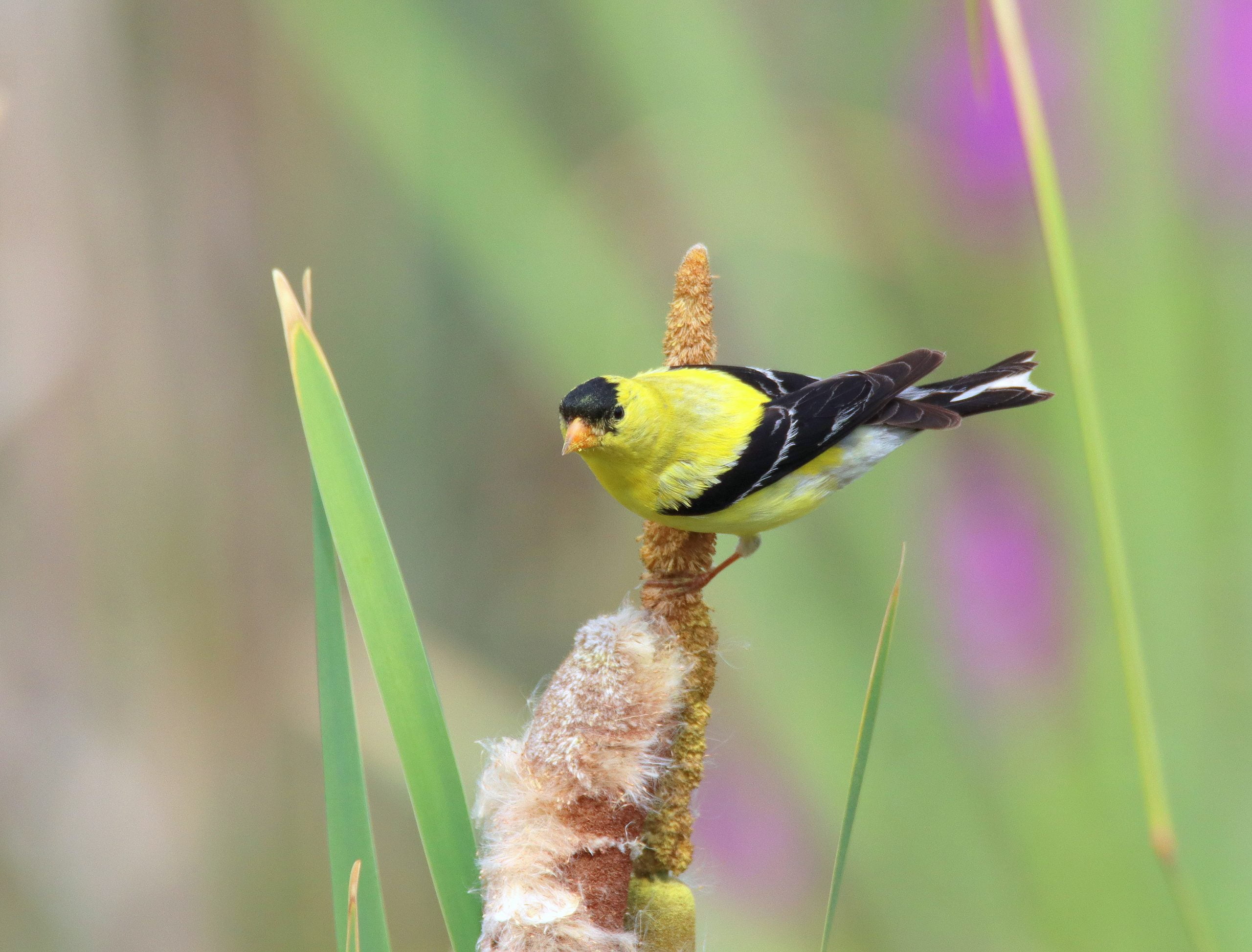 A male American Goldfinch perched on a reed.