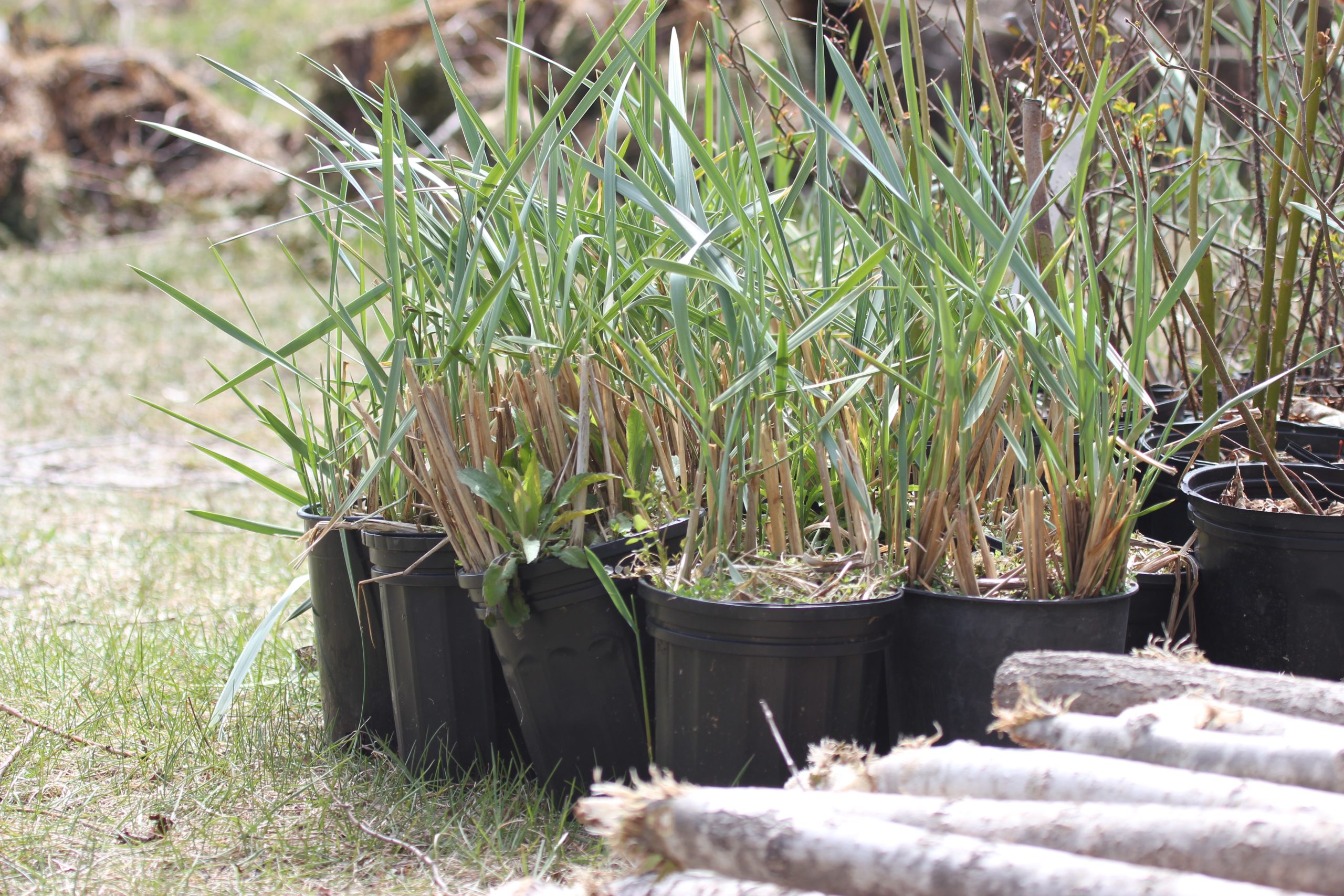 Plants ready to be used in the Youghall Beach restoration project.