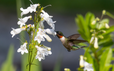 Get Ready For Hummingbird Summer