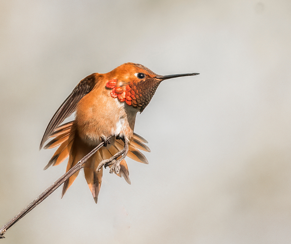 A Rufous Hummingbird preens on a branch,.