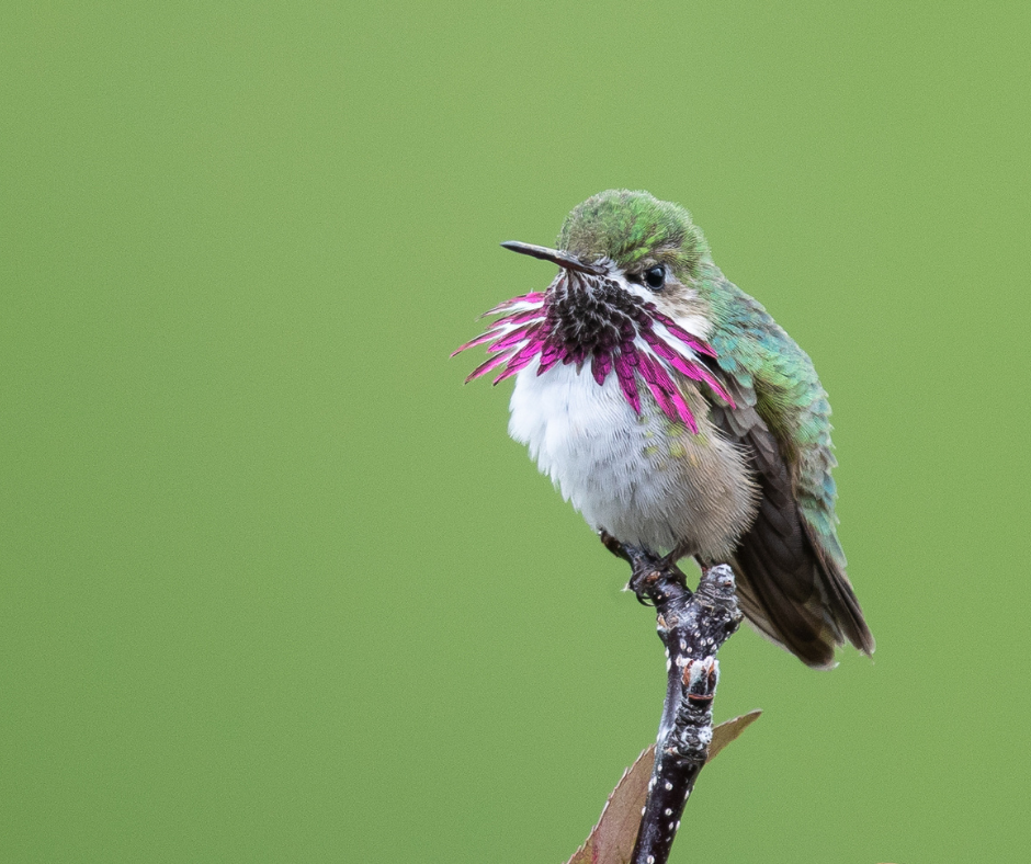 A Calliope Hummingbird perches on a branch.