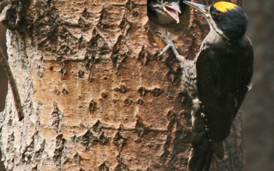 Birds in the line of fire: how boreal birds respond to forest fires