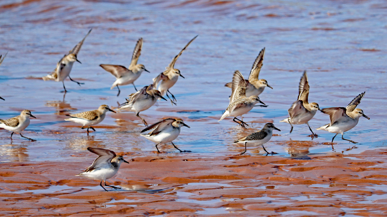 A small flock of Semipalmated Sandpipers land on a rocky shore.