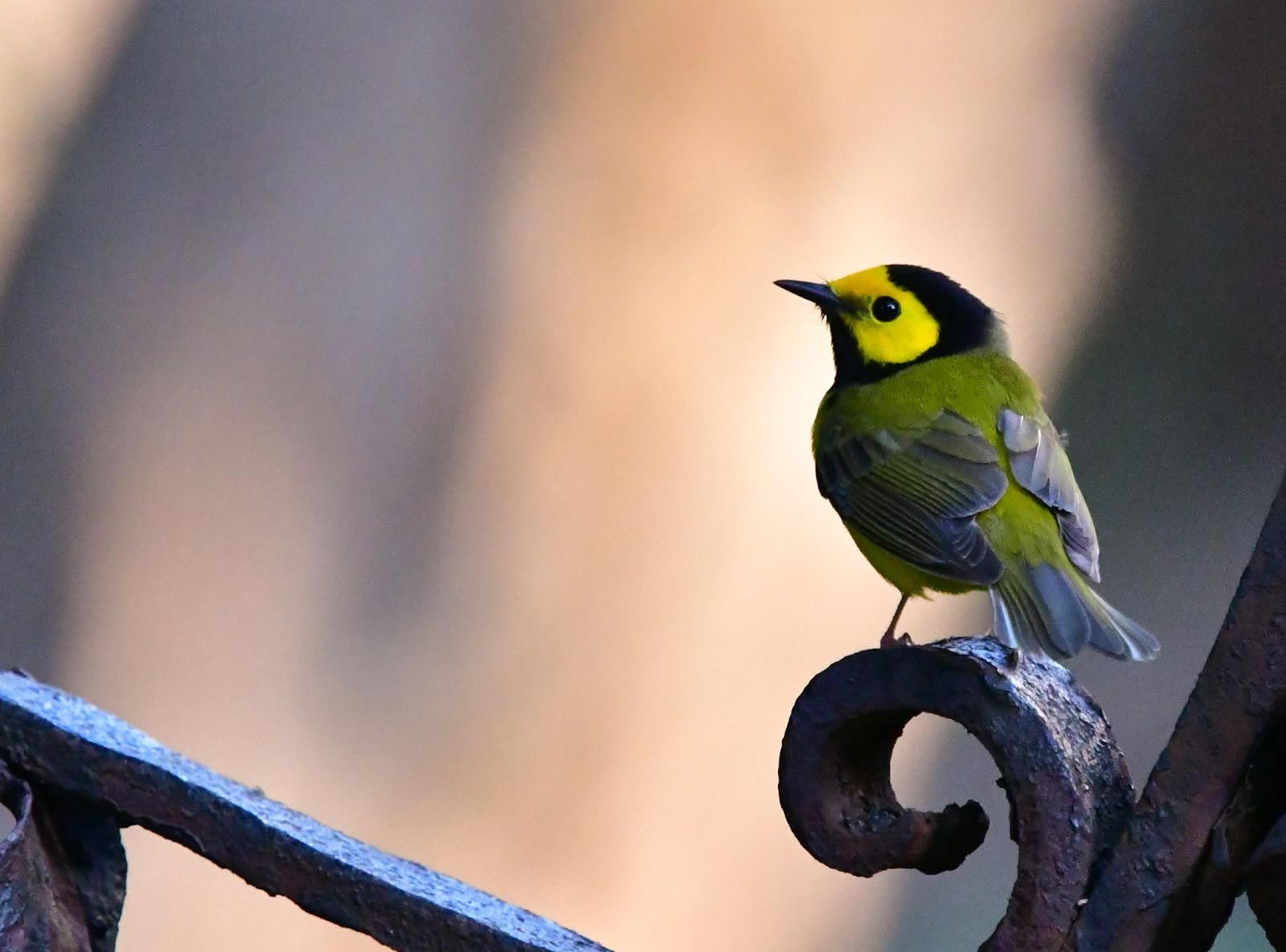 A rare Hooded Warbler, a green bird with a black hood and yellow face, perched on a fence post.