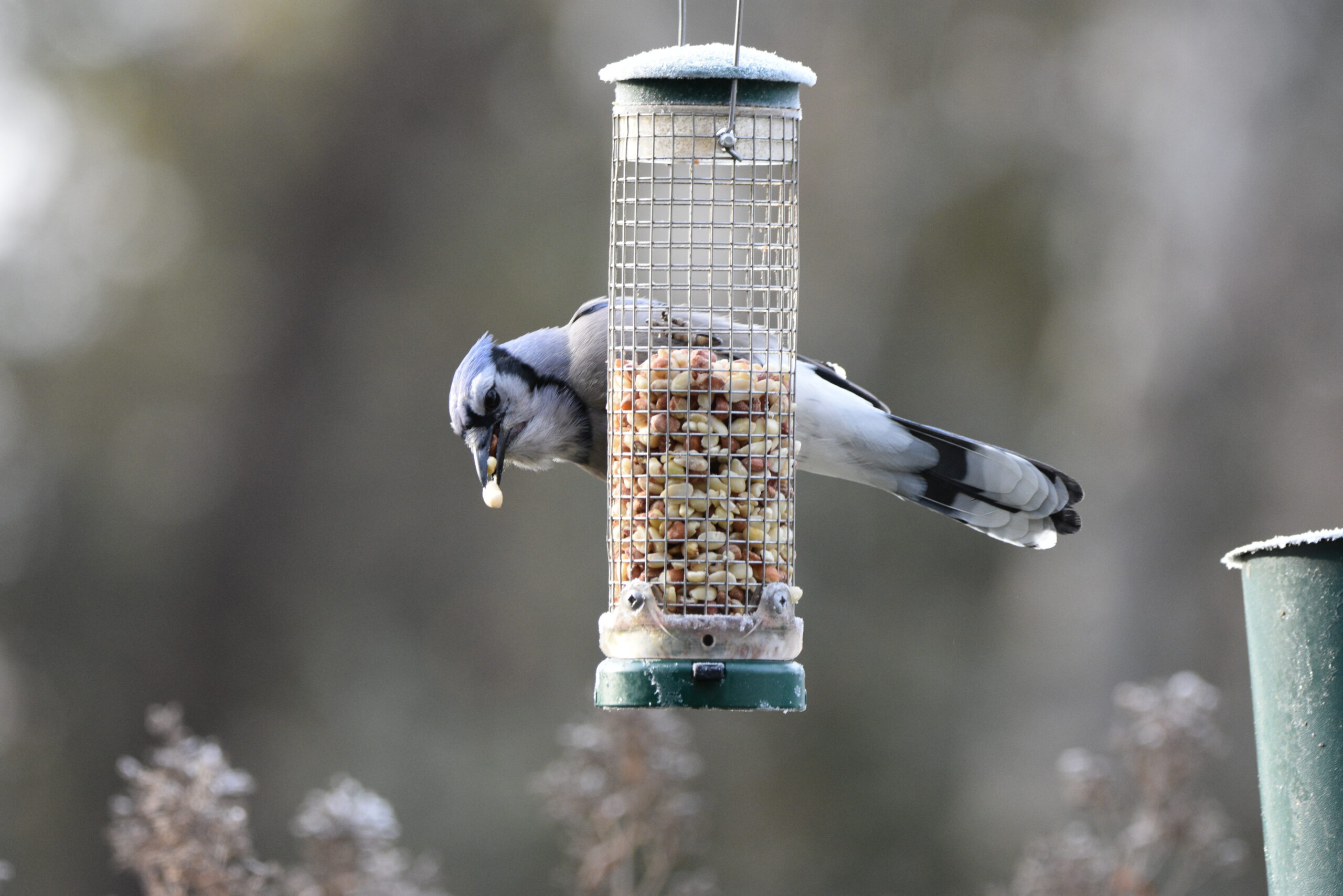 Blue Jay on a tube feeder filled with peanuts. 